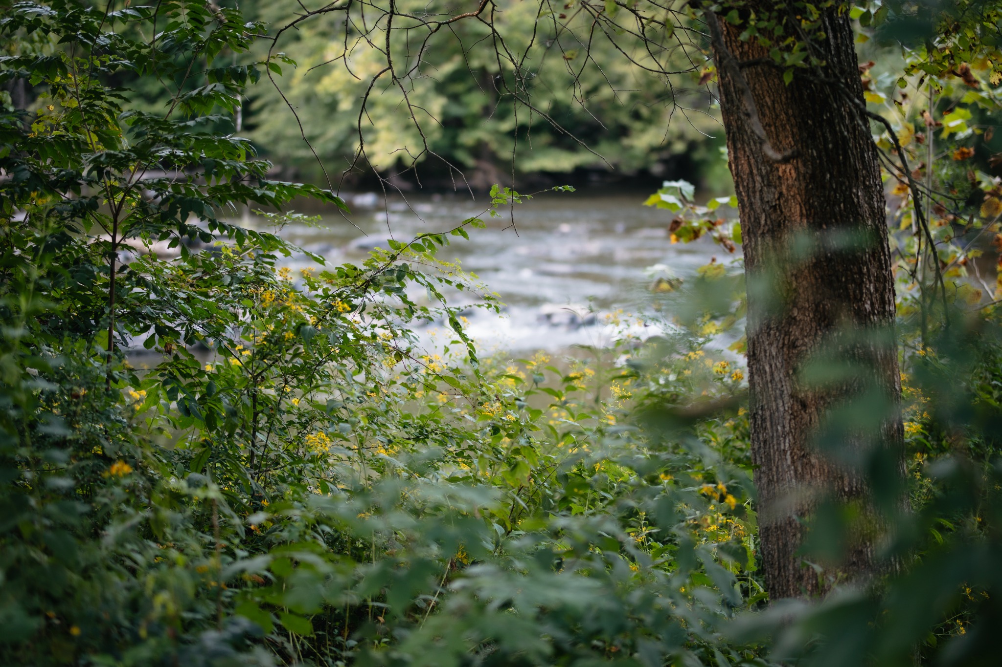 A river viewed through leafy branches and yellow wildflowers