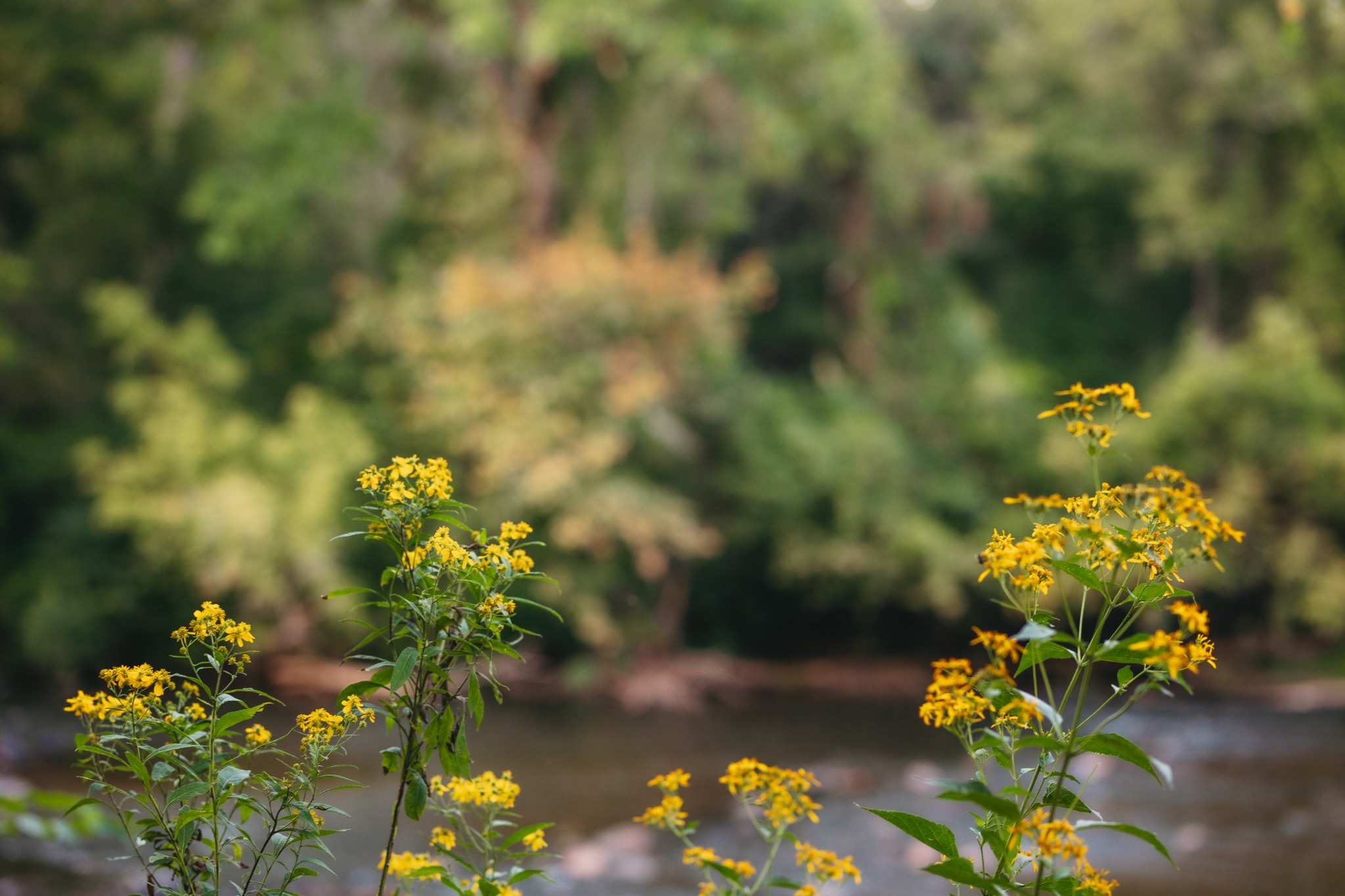 Yellow flowers beside the river