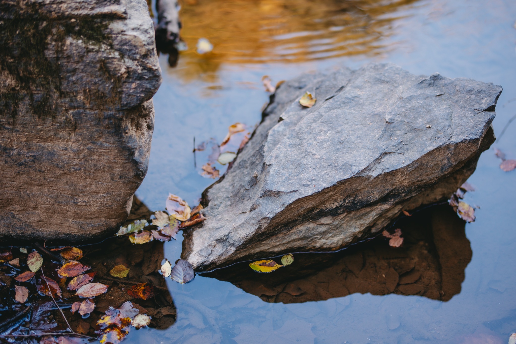 Leaves floating in river water