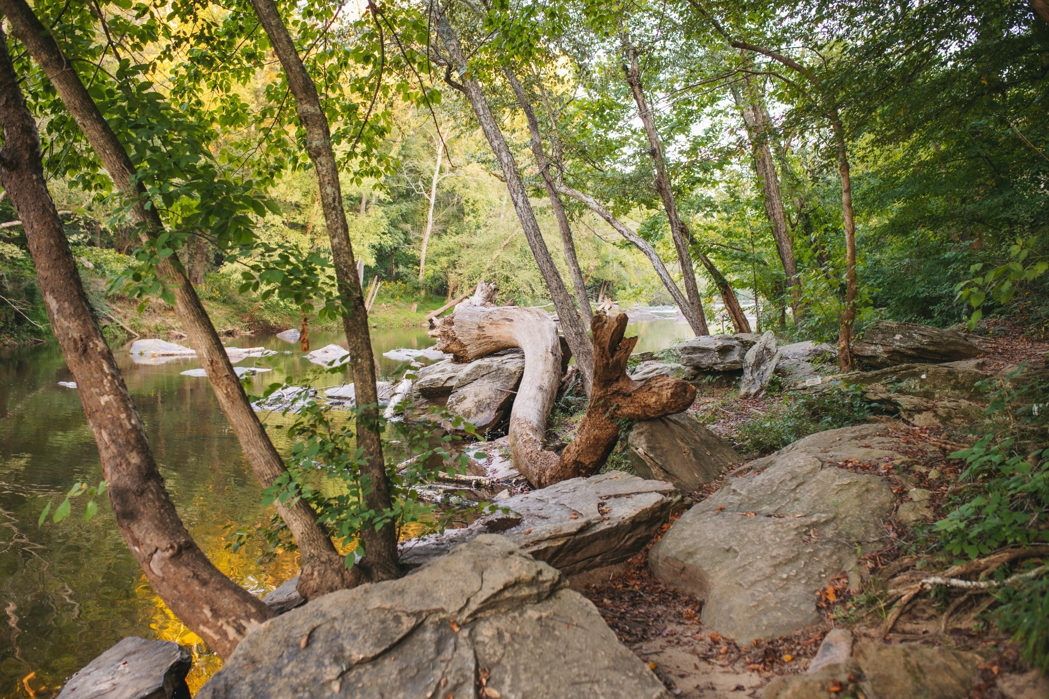 Deana beside the wooded river