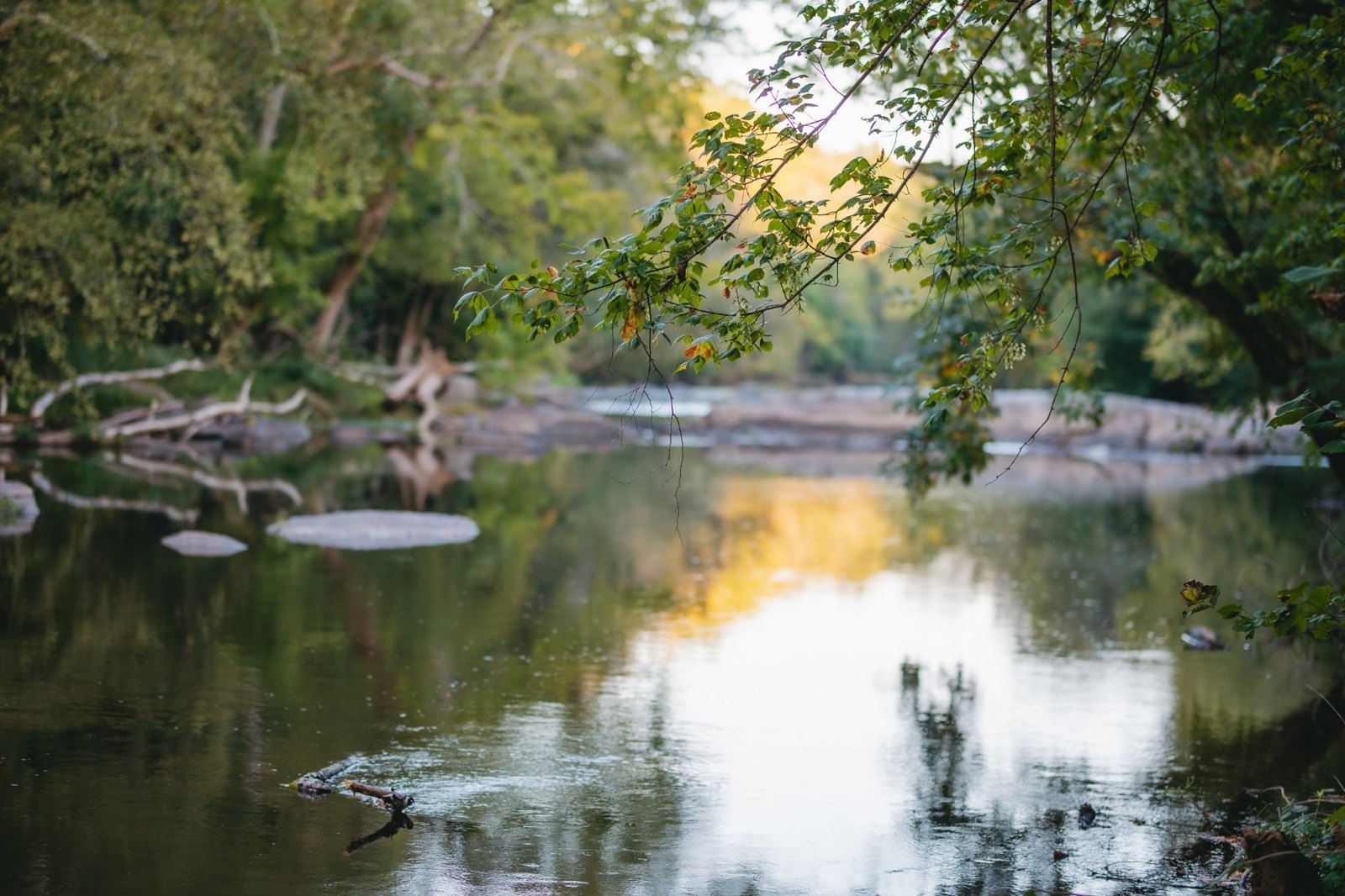 Overhanging branches and golden light reflected in the river